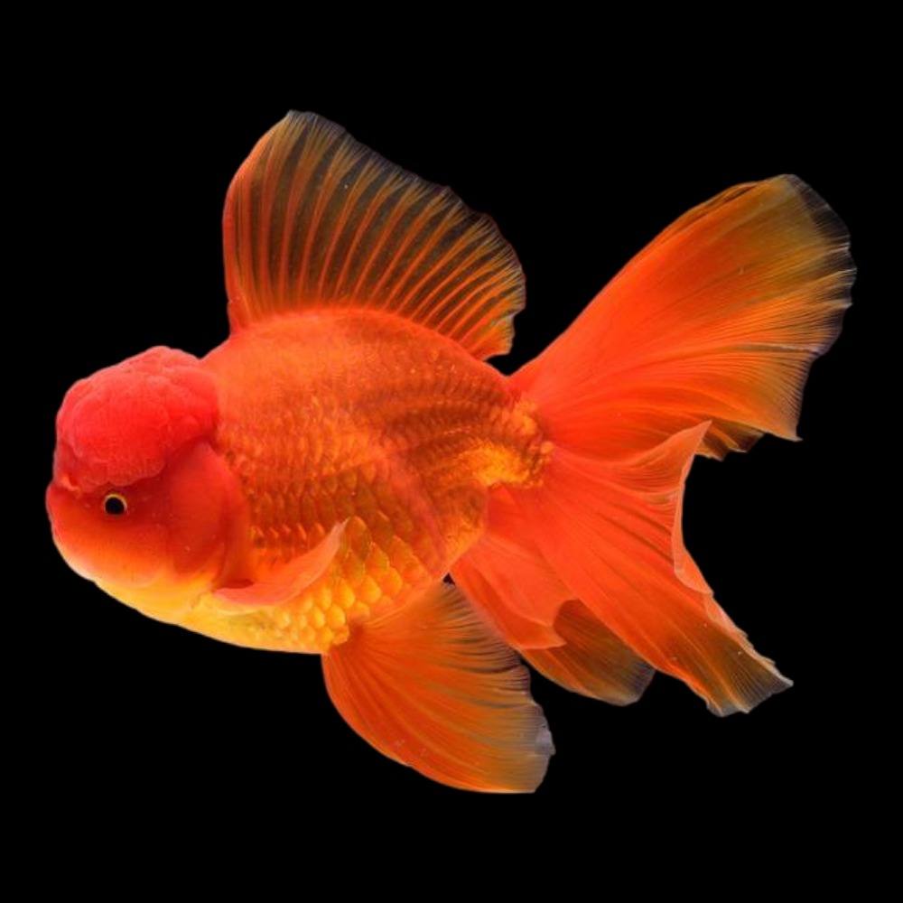 Baby clearance oranda goldfish